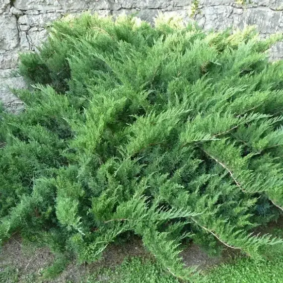 Можжевельник казацкий Там Но Блайт