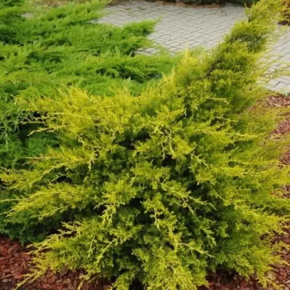 Можжевельник китайский Куривао Голд