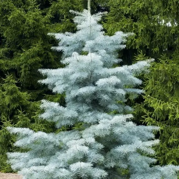 Пихта одноцветная Виолацеа