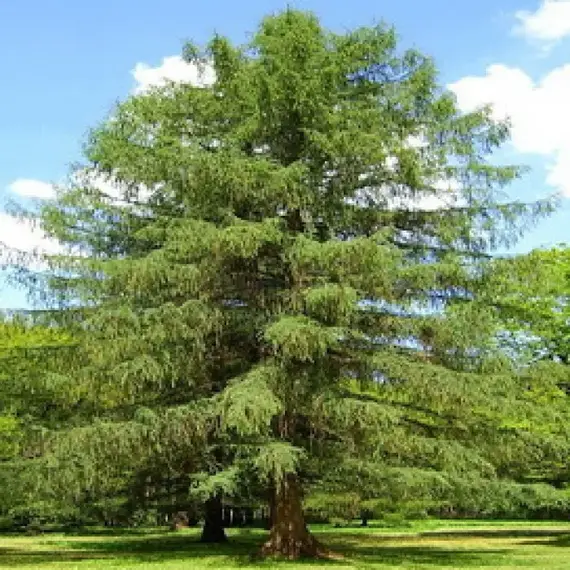 Лиственница европейская