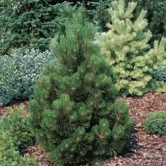 Сосна веймутова Денса Хил