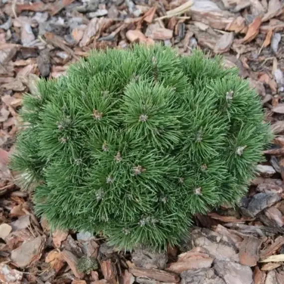 Сосна горная Винзиг