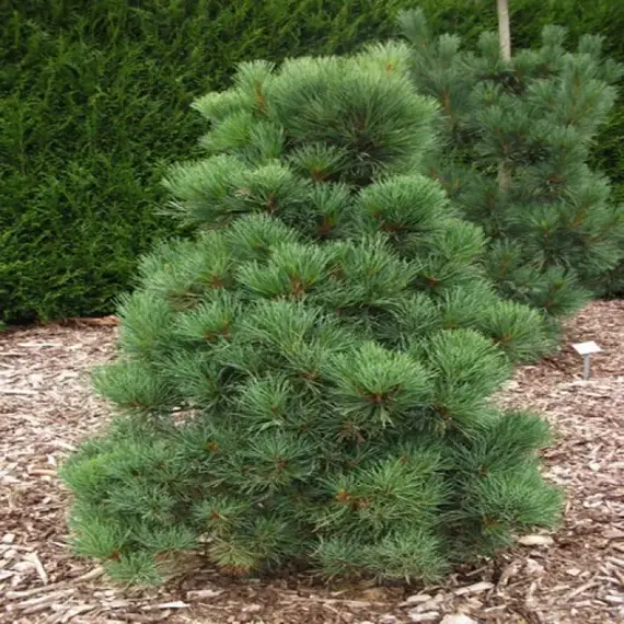 Сосна румелийская/балканская