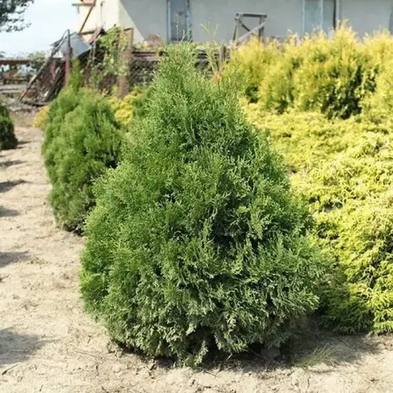 Туя западная Мики