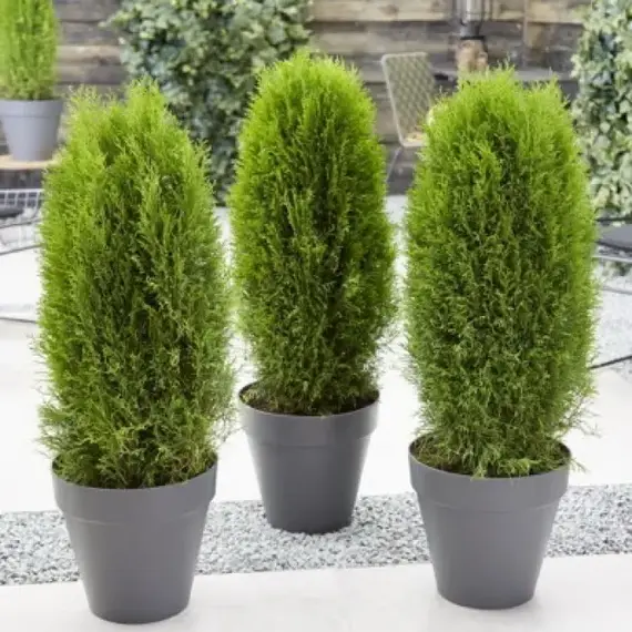 Туя западная Тотем Смарагд