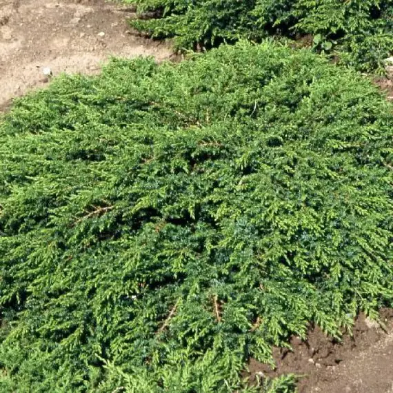 Можжевельник обыкновенный Грин Карпет