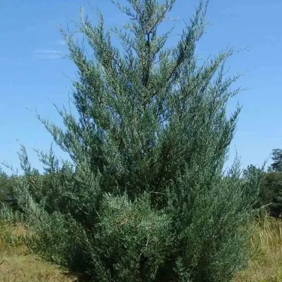 Можжевельник виргинский Бурки