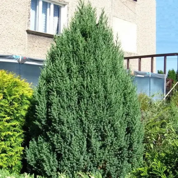 Можжевельник китайский Обелиск