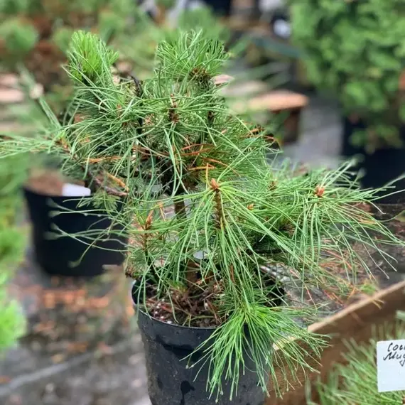 Сосна горная