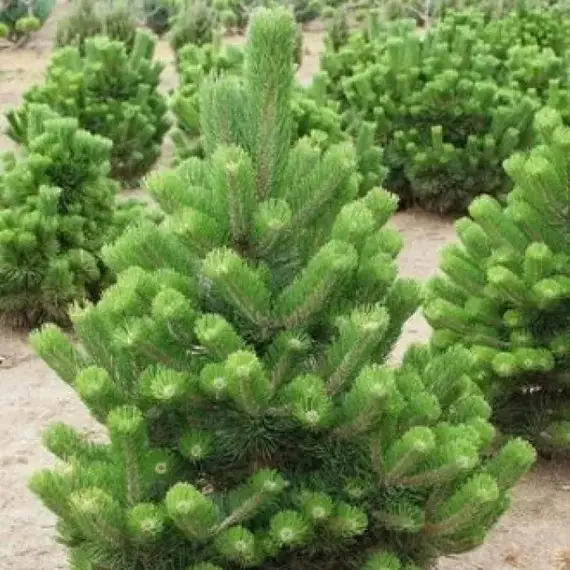 Сосна черная Орегон Грин