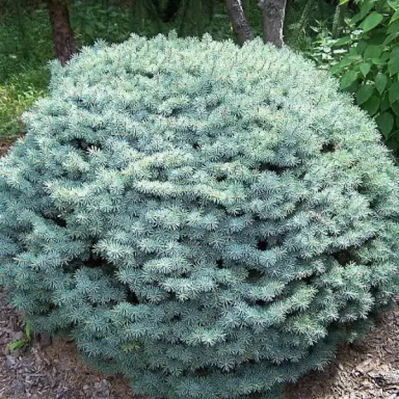 Ель колючая Брынек