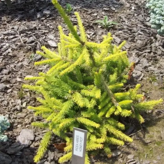 Ель обыкновенная Хани Пот на штамбе