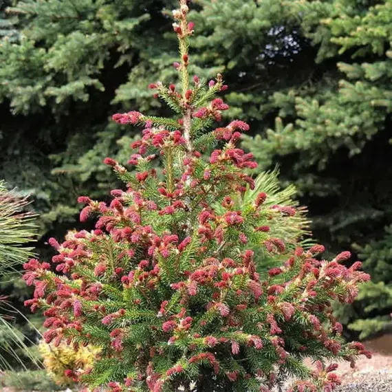 Ель обыкновенная Рыдал на штамбе