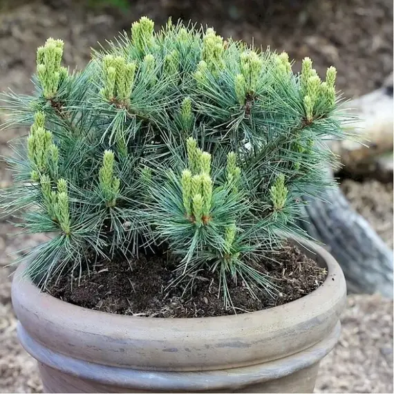 Сосна веймутова Крюгерс Лилипут