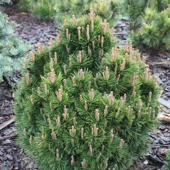 Сосна горная Лейко-лайк