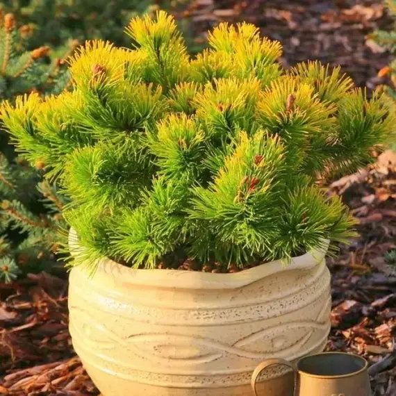 Сосна горная Литл Голд Стар