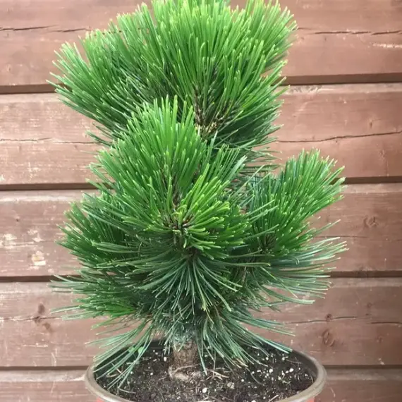 Сосна белокорая (Гельдрейха) Литл Дракула