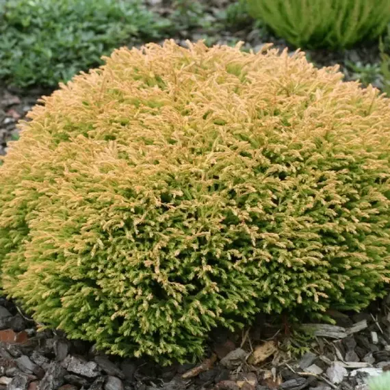 Туя западная Голден Таффет