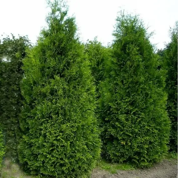 Туя западная Кинг оф Брабант