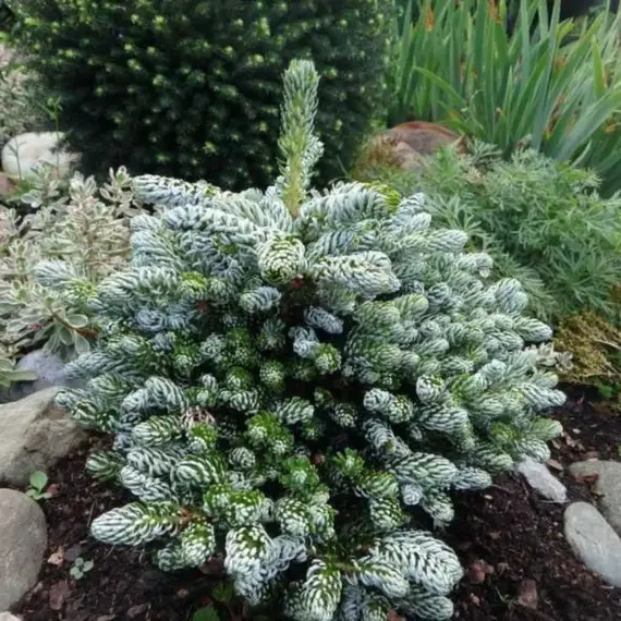 Пихта корейская Когоутс Айсбрекер