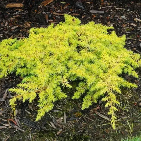 Можжевельник прибрежный Ол голд