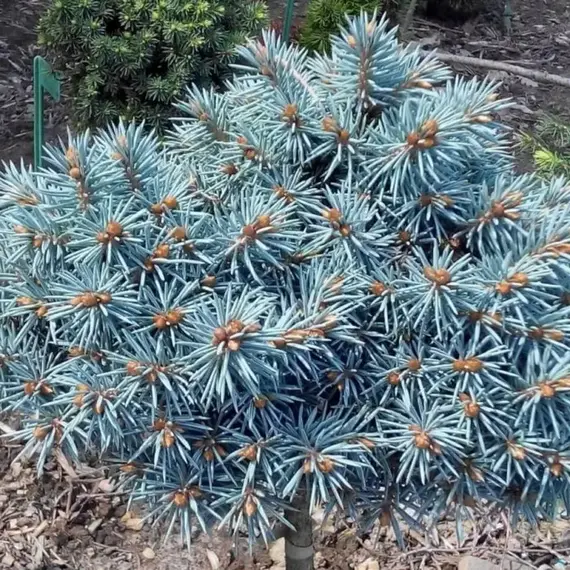 Ель колючая Блю Болл