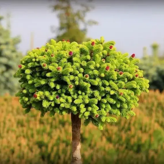 Ель обыкновенная Уайлд