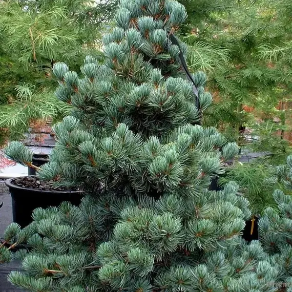 Сосна кедровая Глаука