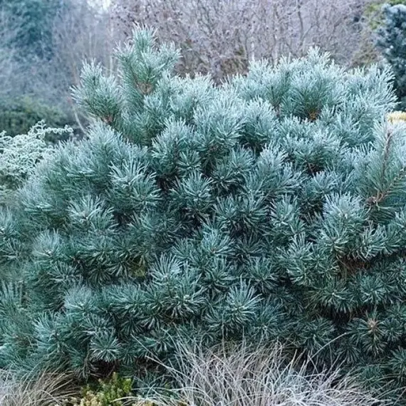 Сосна обыкновенная Чантри Блю