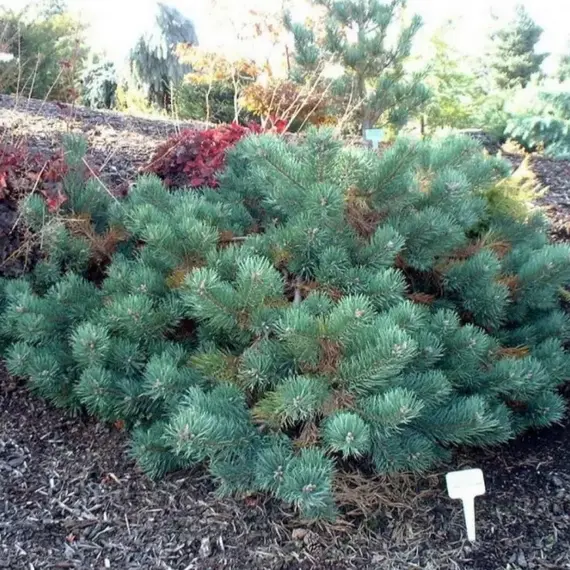 Сосна обыкновенная Альбинс