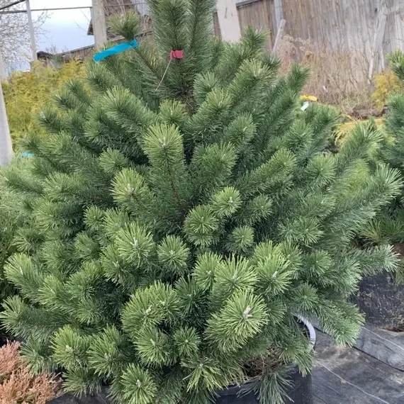 Сосна горная Унцината