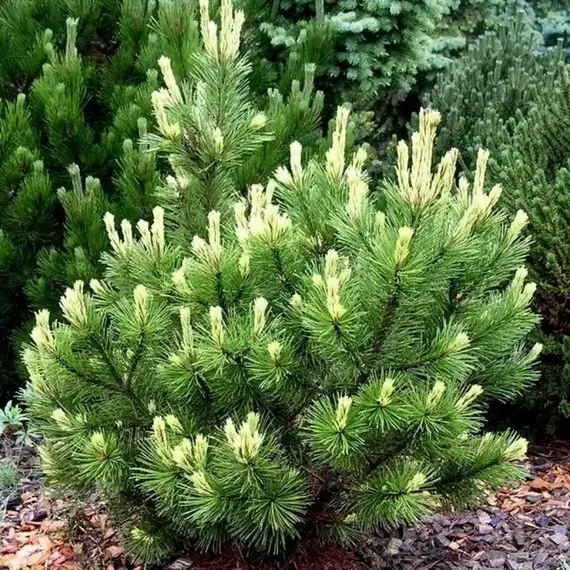 Сосна горная Поль Малетер