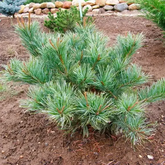 Сосна кедровая стланиковая Вете-Хака