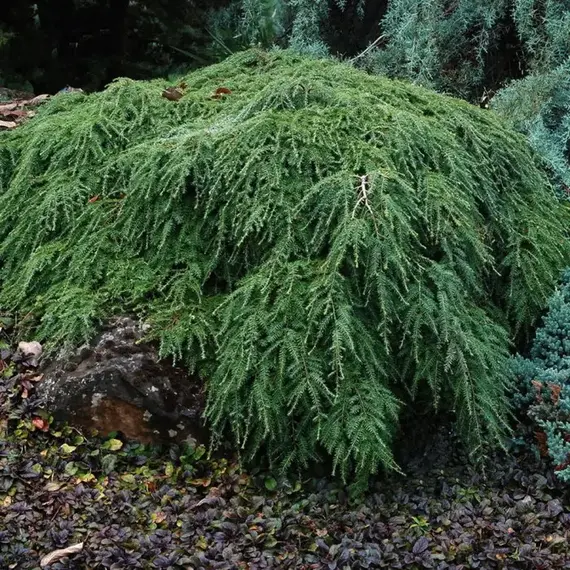 Тсуга канадская Коулс Прострэйт