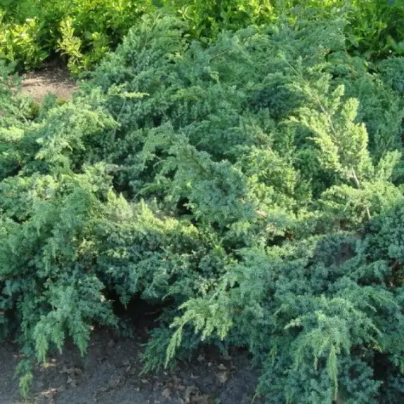 Можжевельник чешуйчатый Блю Свид