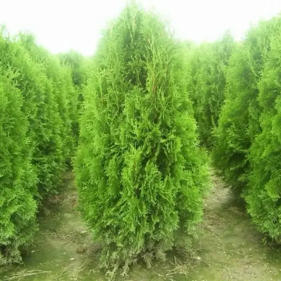 Туя западная Брабант