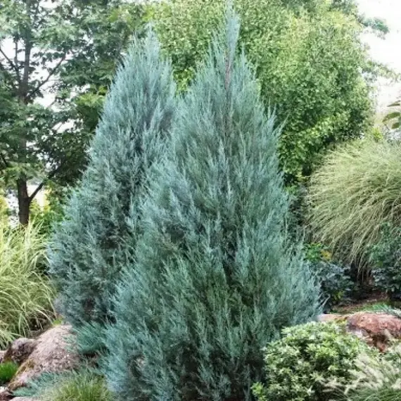 Можжевельник скальный Мунглоу