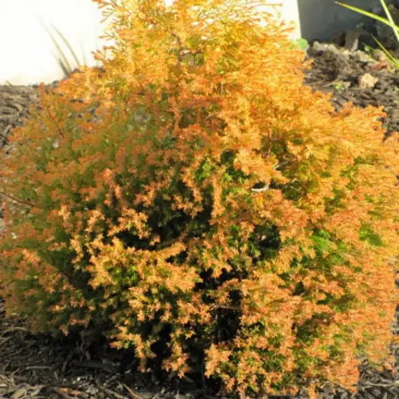 Туя западная Рейнголд