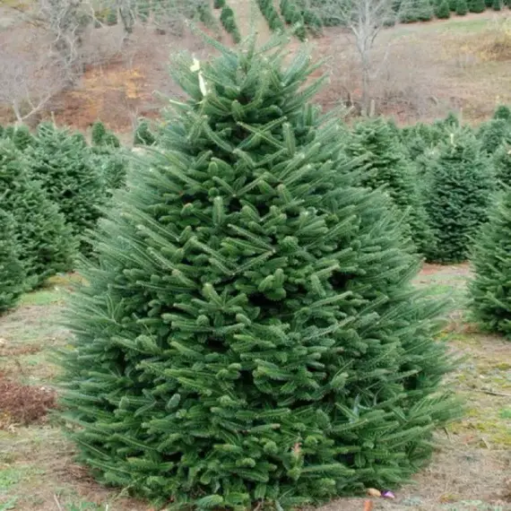 Пихта Фразера