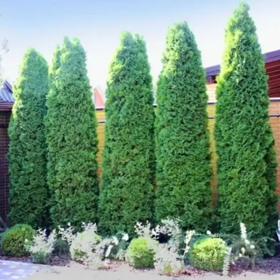 Туя западная Колумна