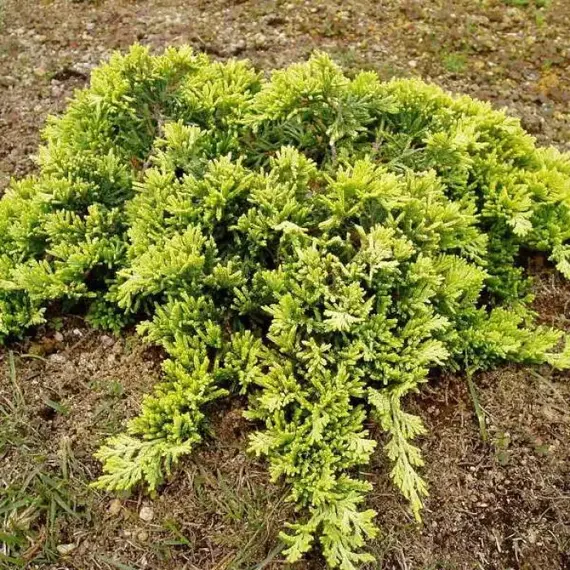 Можжевельник горизонтальный Голден Карпет