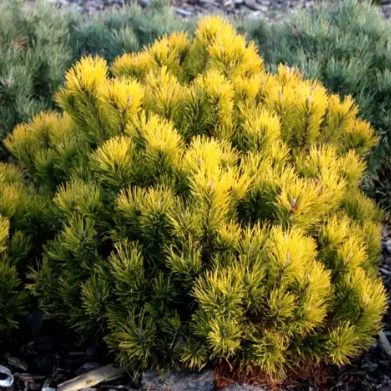 Сосна горная Десембер Голд