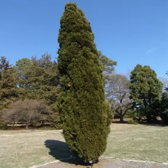 Можжевельник китайский Спартан