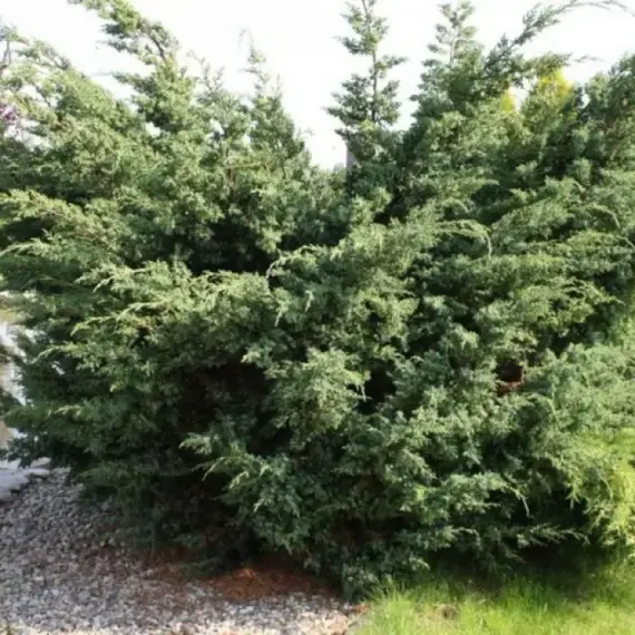 Можжевельник китайский Блю Альпс