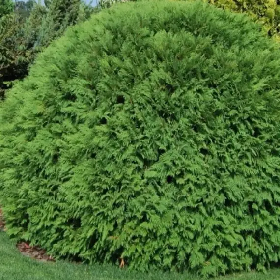 Туя западная Вудварди