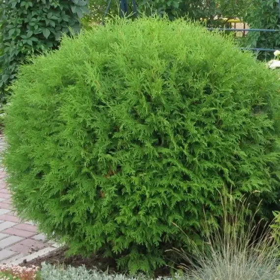 Туя западная Глобоза