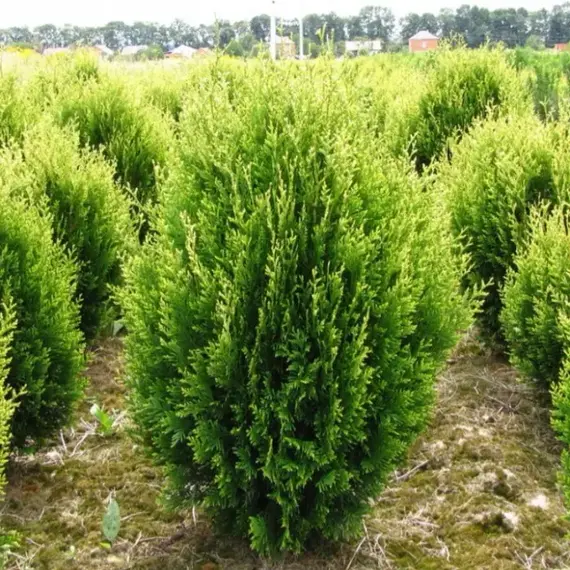 Туя складчатая Корник