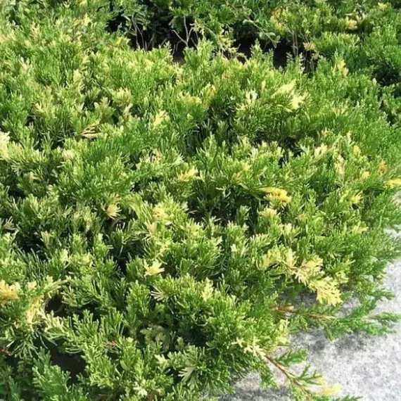 Можжевельник китайский Вариегата