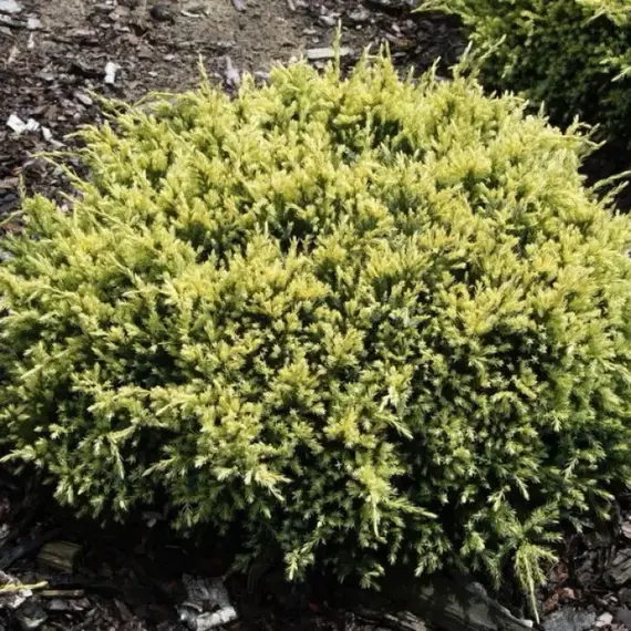 Можжевельник чешуйчатый Дрим Джой