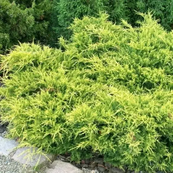 Можжевельник средний Голд Кост